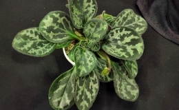 Primulina yungfuensis × Primulina dryas and three seedlings exhibited by Jim VlasicPrimulina yungfuensis