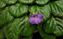 Multi-genera collection exhibited by Bill PricePetrocosmea rotundifolia