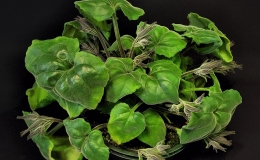 Multi-genera collection exhibited by Bill PricePrimulina cordata