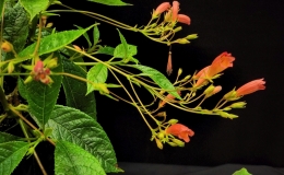 Multi-genera collection exhibited by Bill PricexRhytidoneria 'Ako Cardinal Flight'
