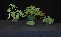 Multi-genera collection exhibited by Bill Price