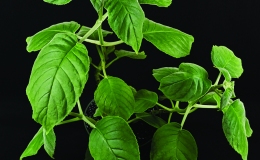 Pseudochirita guangiensis var. glauca