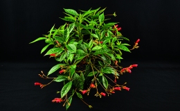 xRhytidoneria 'Ako Cardinal Flight'