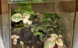 Terrarium, straight-sided exhibited by Bob Clark
