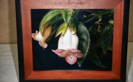 Nematanthus wiehleri exhibited by Karyn Cichocki