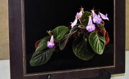 Sinningia speciosa ˈImbeˈ exhibited by Dave Zaitlin