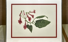 Watercolor Painting of Sinningia 'Prudence Risleyˈ exhibited by MJ Tyler