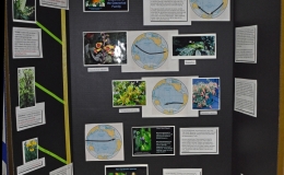 "Origin and Dispersal of the Gesneriad Family"exhibited by Alan LaVergne
