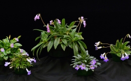 Primulina species and cultivar collection exhibited by Bill Price