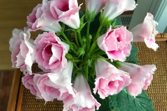 2020 Virtual Flower Show Section A – Gesneriads in Flower Class 2 – New World Tuberous Hybrids 2020 Virtual Flower Show Section A – Gesneriads in Flower Class 2 – New World Tuberous Hybrids