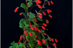 2020 Virtual Flower Show Section A – Gesneriads in Flower Class 3 – New World Rhizomatous Species