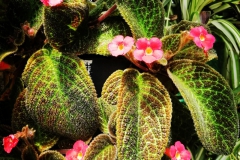 2020 Virtual Flower Show Section A – Gesneriads in Flower Class 6 – New World Fibrous Hybrids