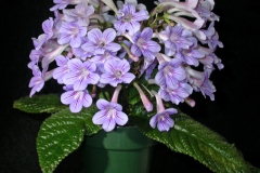 2020 Virtual Flower Show Section A – Gesneriads in Flower Class 9 – Old World Hybrids, excluding Saintpaulia