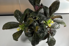 Nautilocalyx bullatusJoel Egan, New York (USA)