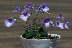 Sinningia concinna 'Seropedica'Rick Rodich, Minnesota (USA)