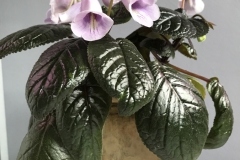 Sinningia eumorpha ‘Saltao'Erika Schroedersecker, Ontario (Canada)