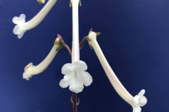 Sinningia tubifloraErika Schroedersecker, Ontario (Canada)