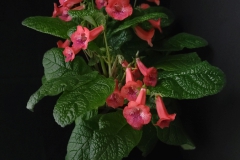 Sinningia 'Bud's Margery Louise'Brandon Erikson, Nebraska (USA)