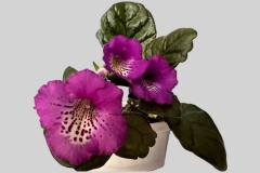 Sinningia 'Tory’Mel Grice, Ohio (USA)