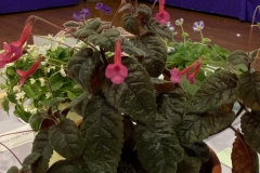  Sinningia 'Yma’Cathy Willis, Ohio (USA)