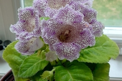 Sinningia speciosa 'Empress' (purple spotted)Ron Myhr, Ontario (Canada)