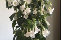 Achimenes dulcisGillian Smith, Ontario (Canada)