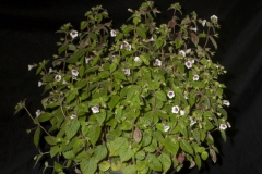 Achimenes miseraJulie Mavity-Hudson, Tennessee (USA)
