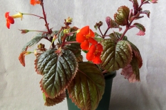 Diastema comiferumKaryn Cichocki, New Jersey (USA)
