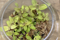 Diastema vexansStephen Maciejewski, Pennsylvania (USA)
