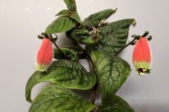 Seemannia purpurascensMel Grice, Ohio (USA)