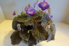 Eucodonia 'Adele’Bill Schmidt, Virginia (USA)