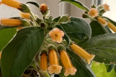  Kohleria ‘Bud’s Just Peachy’Margery Anderson-Clive, Nazare (Portugal)