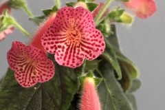  Kohleria ‘Peridots Mango Martini’Erika Schroedersecker, Ontario (Canada)