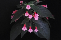 Kohleria 'Bud's Broken Heart’Brandon Erikson, Nebraska (USA)