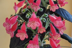 Kohleria 'Manchu’Terri Vicenzi, Indiana (USA)