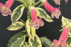 Kohleria cvBarb Borleske, Delaware (USA)