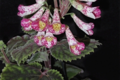 Smithiantha ‘Ode to Peter Shalit’Dale Martens, Iowa (USA)
