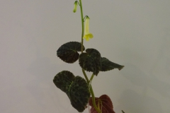 Smithiantha 'Stone's Lemon Tea’Bill Schmidt, Virginia (USA)