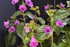×Gloximannia ‘She’ Dancing’Barb Borleske, Delaware (USA)
