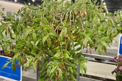 Columnea schiedeanaStephen Maciejewski, Pennsylvania (USA)