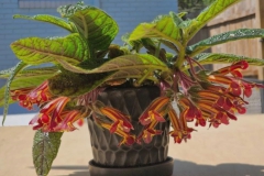 Columnea 'Troulliefou’Matthew Winschel, Connecticut (USA)