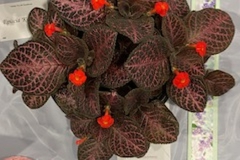 Episcia ‘Kee Wee’Cathy Willis, Ohio (USA)