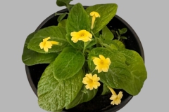 Episcia 'Jim's Daphne's Choice’Mel Grice, Ohio (USA)
