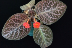 Episcia 'My Black Beauty’Linda Minnis, Illinois (USA)