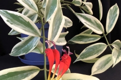 Aeschynanthus sp "Thailand"Doreen Dragon, Alberta (Canada)