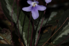 Codonoboea puncticulataRafida Abdul Rahman, Selangor (Malaysia)