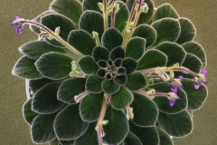 Petrocosmea chiwuiTerri Vicenzi, Indiana (USA)