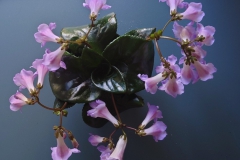 Primulina atropurpureaRon Myhr, Ontario (Canada)