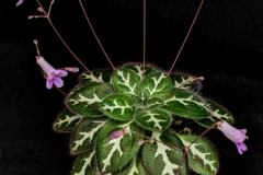Primulina sinovietnamicaHung Nguyen, California (USA)