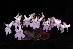 Primulina 'Lapsang Souchong'Jiaqi Qin, Shanghai (China)